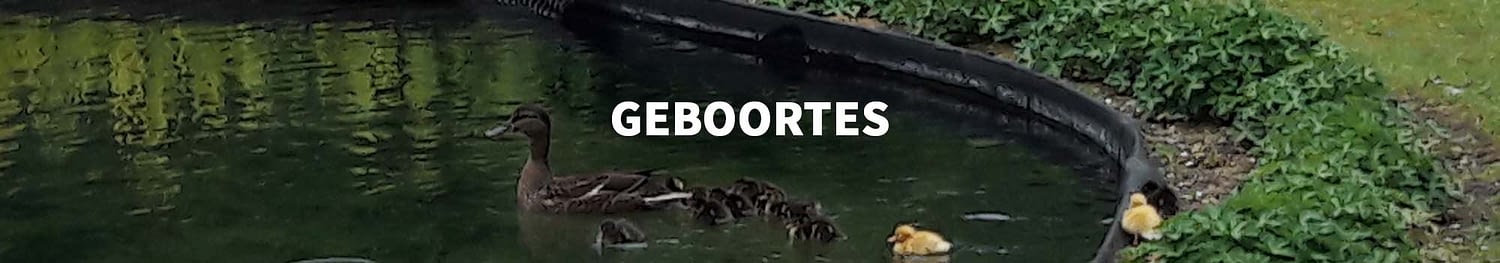 Geboortes banner